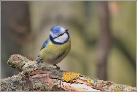 <p>SÝKORA MODŘINKA (Cyanistes caeruleus) /Eurasian blue tit - Blaumeise/</p>